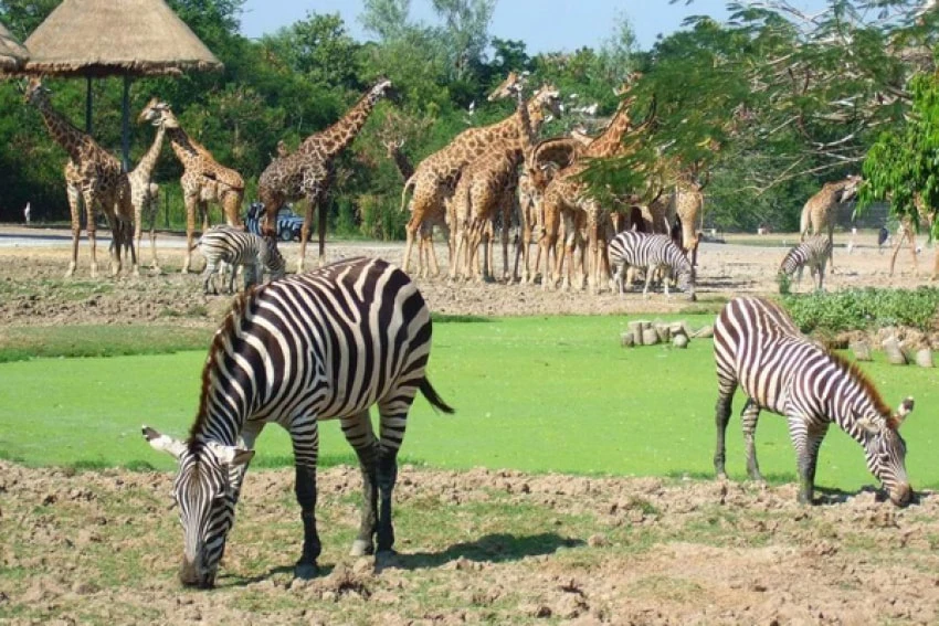 Safari World Bangkok